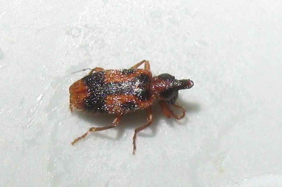 Notoxus monoceros - sárgahasú nyakszarvúbogár