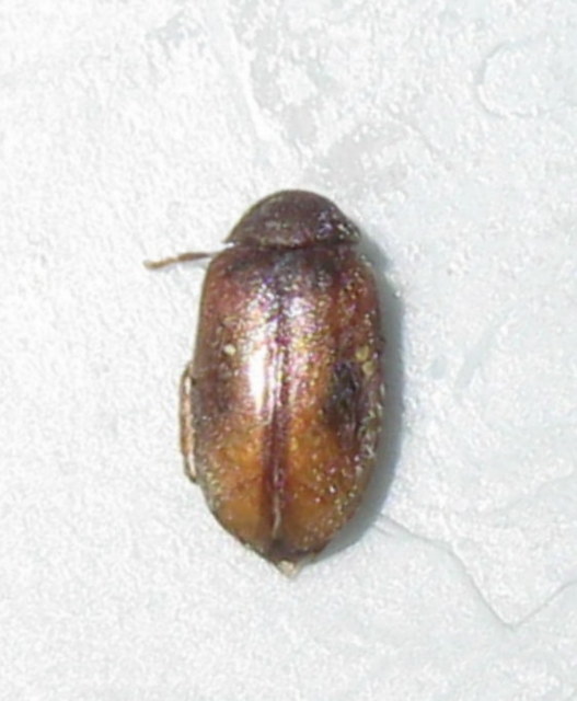 Scirtidae - rétbogárfélék