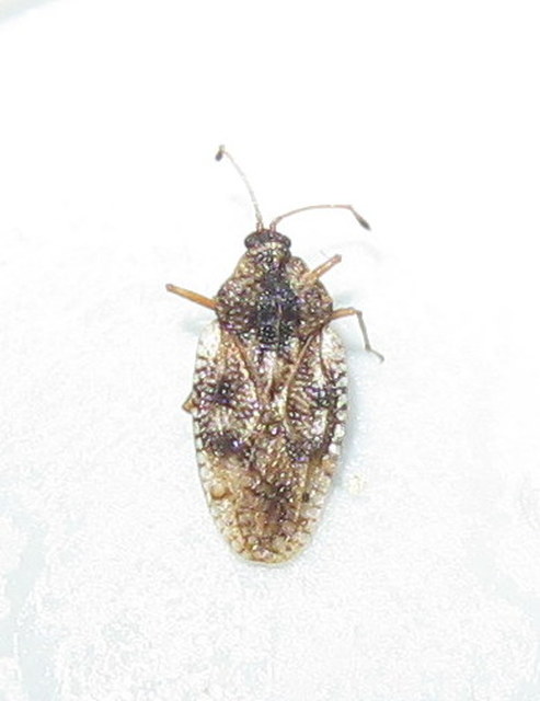 Dictyla humuli - tüdőfű-csipkéspoloska
