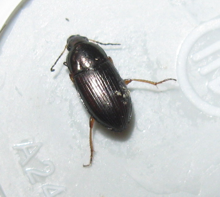 Amara Amara