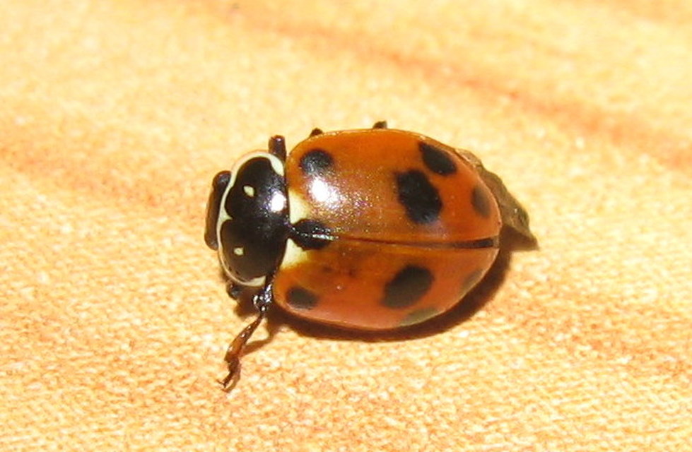Hippodamia variegata - tizenhárompettyes katica