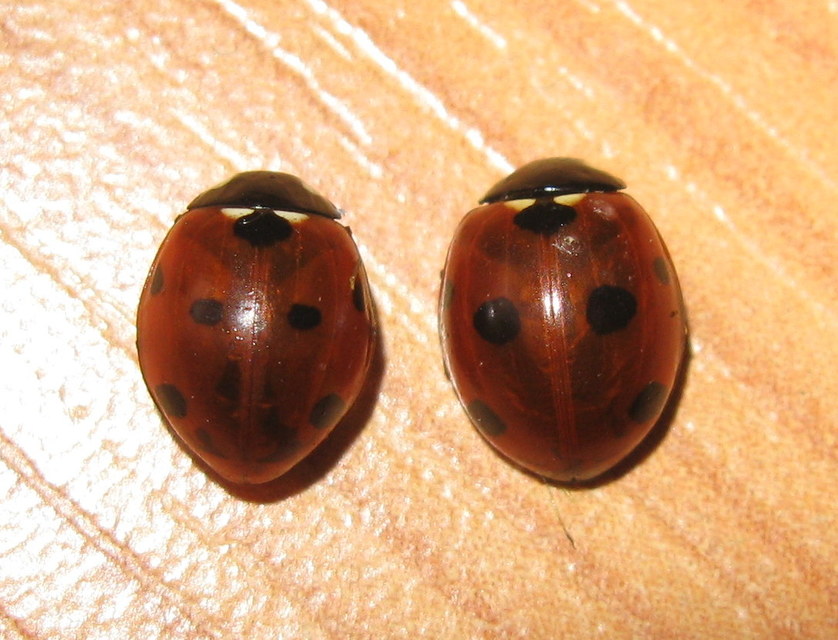 Coccinella septempunctata - hétpettyes katica