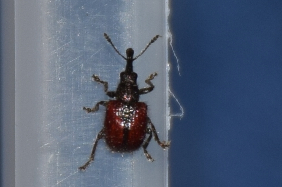Tatianaerhynchites aequatus - piros kökényeszelény