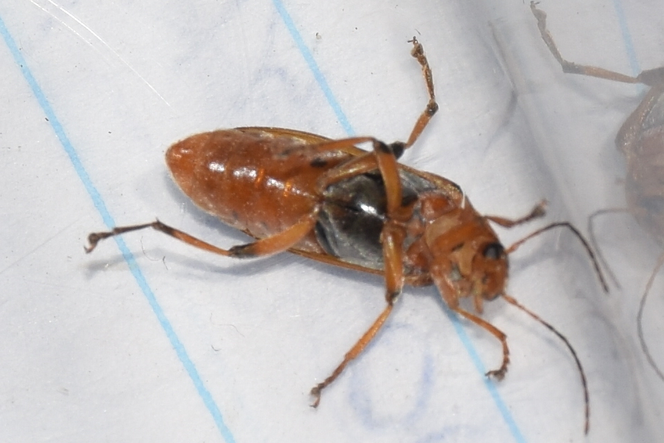 Osphya bipunctata - kétalakú komorka