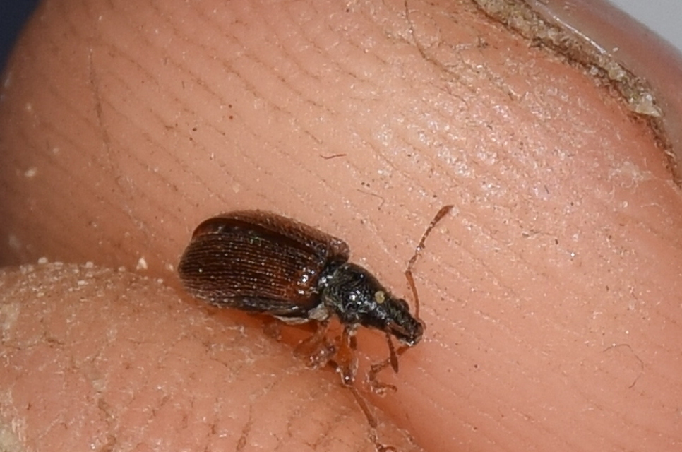 Phyllobius oblongus - közönséges levélormányos