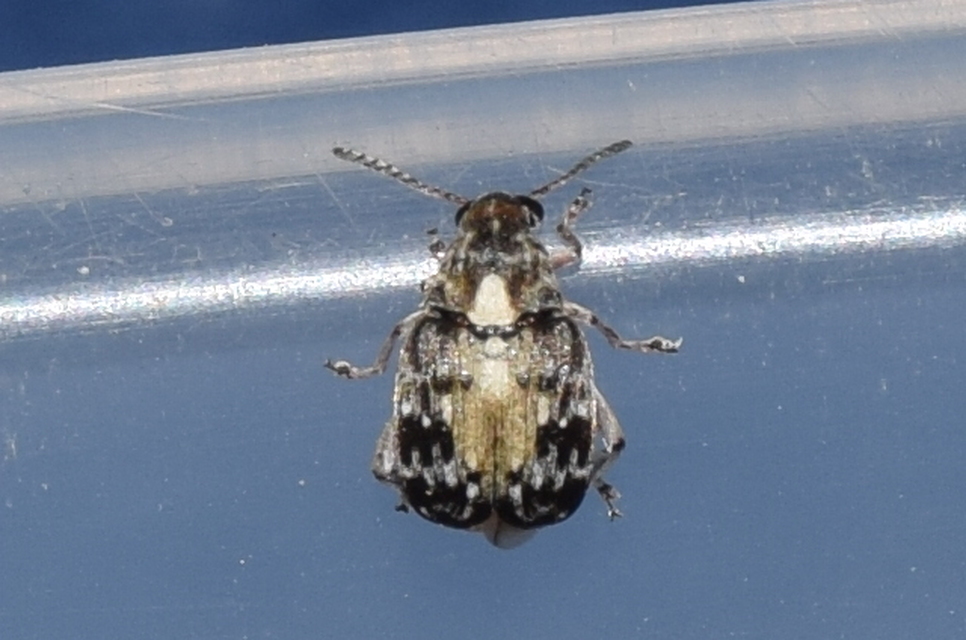 Megabruchidius dorsalis - foltoshátú lepényfazsizsik