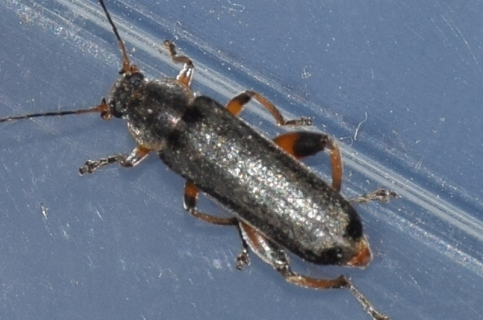 Osphya bipunctata - kétalakú komorka