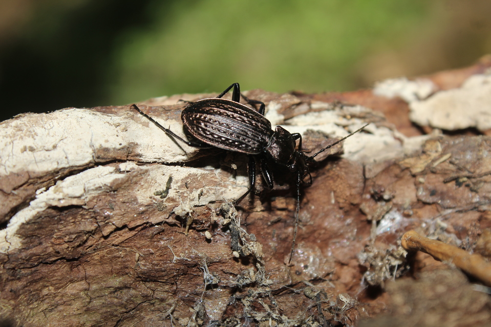 Carabus granulatus - mezei futrinka