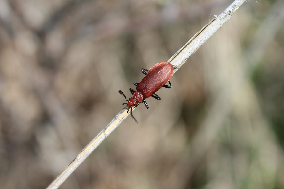 Pyrochroa serraticornis - közép-bíborbogár