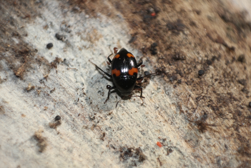 Scaphidium quadrimaculatum - négyfoltos sajkabogár