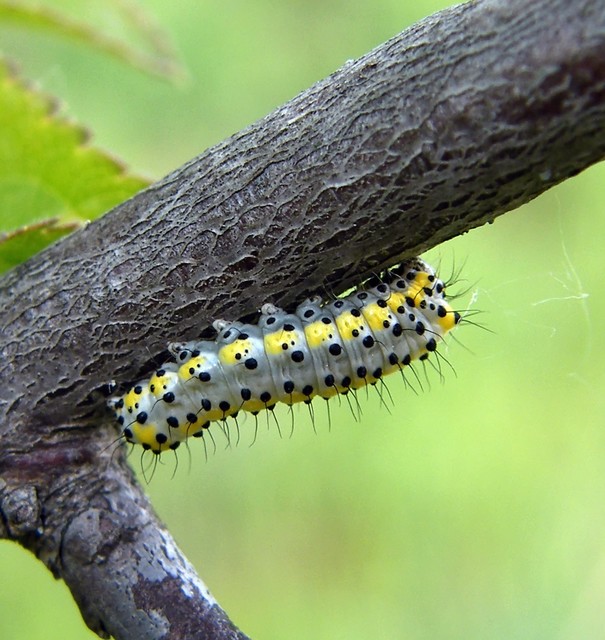 Diloba caeruleocephala - őszi kékesbagoly
