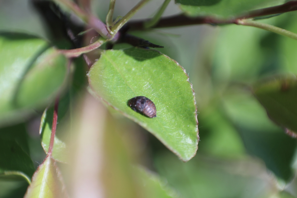 Penthimia nigra - fekete kabóca Penthimia nigra - fekete kabóca