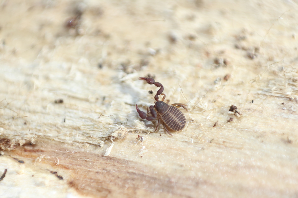 Pseudoscorpionida - Álskorpiók