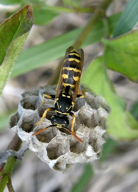Polistes - papírdarazsak