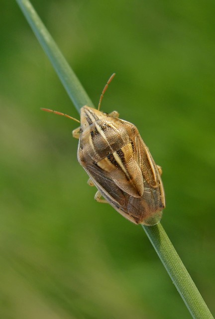 Aelia acuminata - közönséges szipolypoloska Aelia acuminata - közönséges szipolypoloska