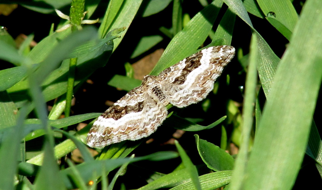 Epirrhoe alternata - galaj-tarkaaraszoló