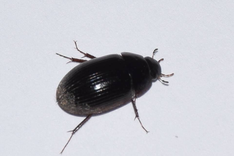 Hydrobius fuscipes - változékony csibor