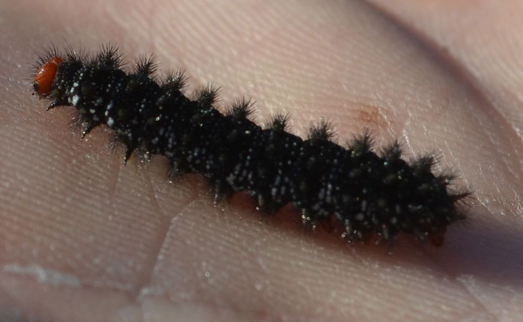 Melitaea cinxia - réti tarkalepke