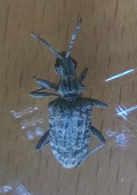 Rhagium inquisitor - fenyves-tövisescincér