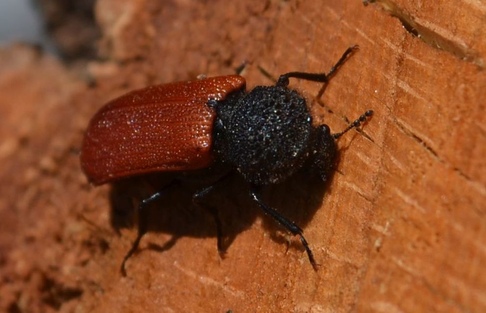 Bostrichus capucinus - piros csuklyásszú
