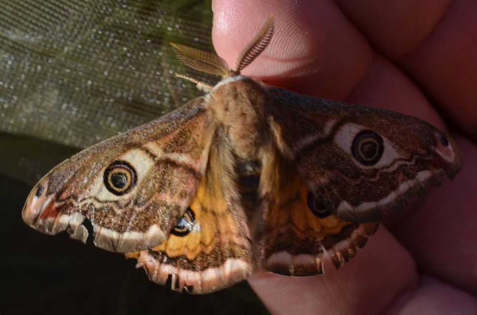 Saturnia pavoniella/pavonia