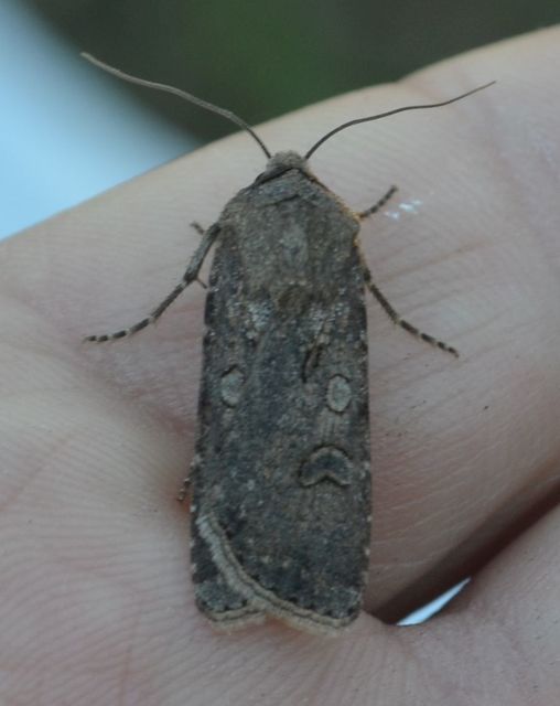 Agrotis segetum - vetési földibagoly