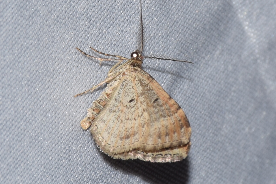Xanthorhoe