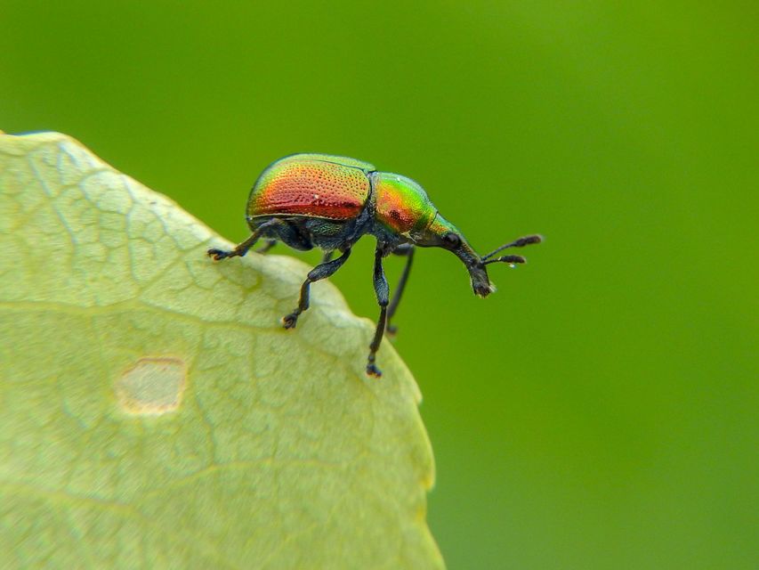 Byctiscus populi - nyárfa-levélsodró