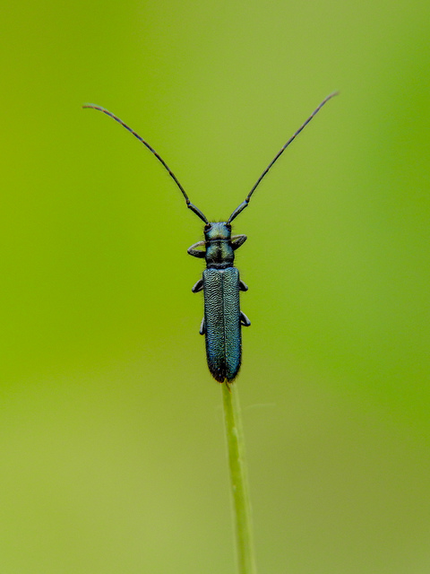 Agapanthia violacea - kék somkórócincér