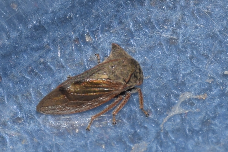 Centrotus cornutus - szarvaskabóca
