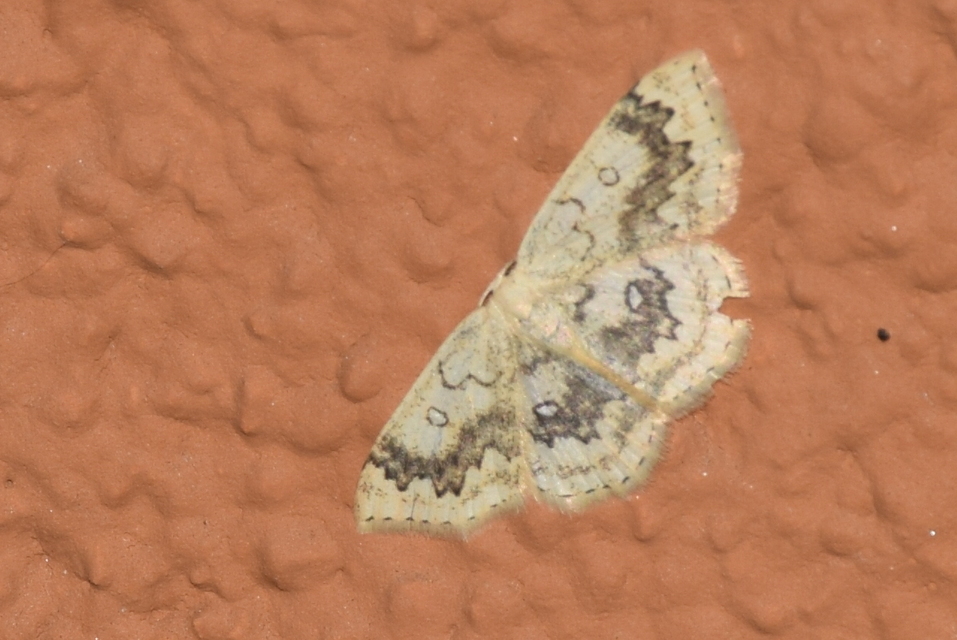 Cyclophora annularia - gyűrűs pettyesaraszoló