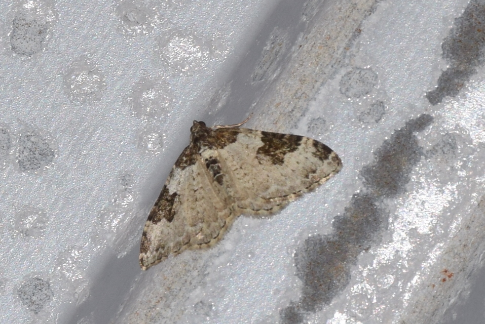 Xanthorhoe fluctuata - közönséges tarkaaraszoló
