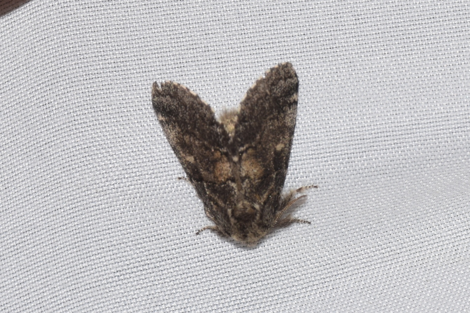 Gluphisia crenata - kormos púposszövő