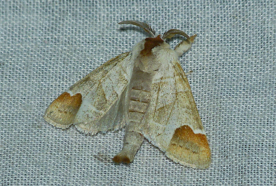 Clostera curtula - rövidszárnyú levélszövő