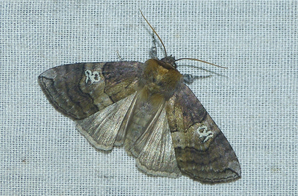 Tethea ocularis - pápaszemes pihésszövő