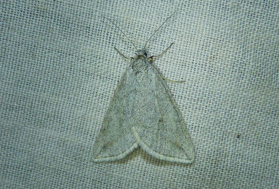Lithostege griseata - szürke araszoló