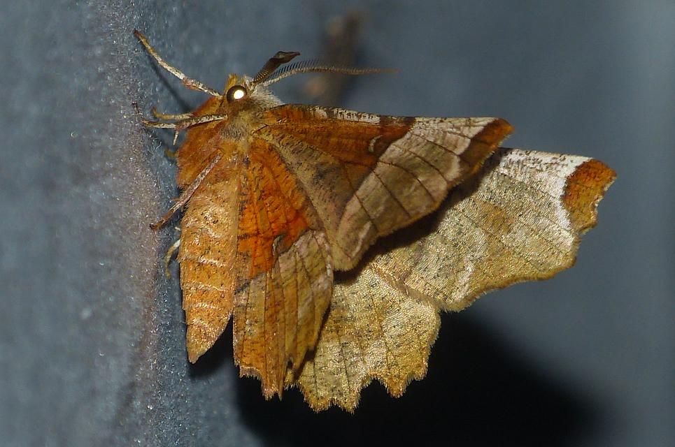 Selenia lunularia - egyfoltos holdasaraszoló
