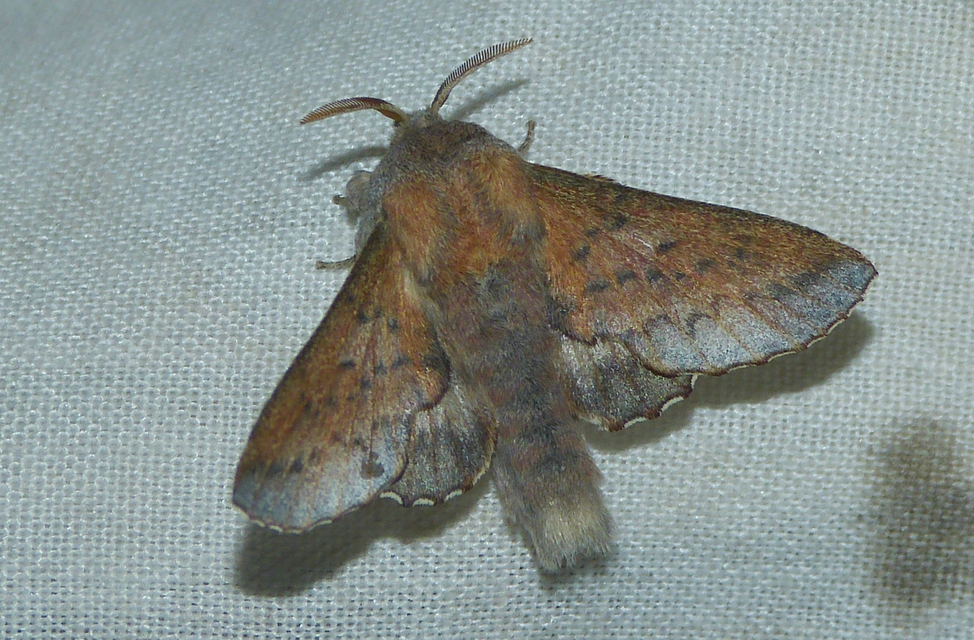 Phyllodesma tremulifolia - nyárlevélpohók