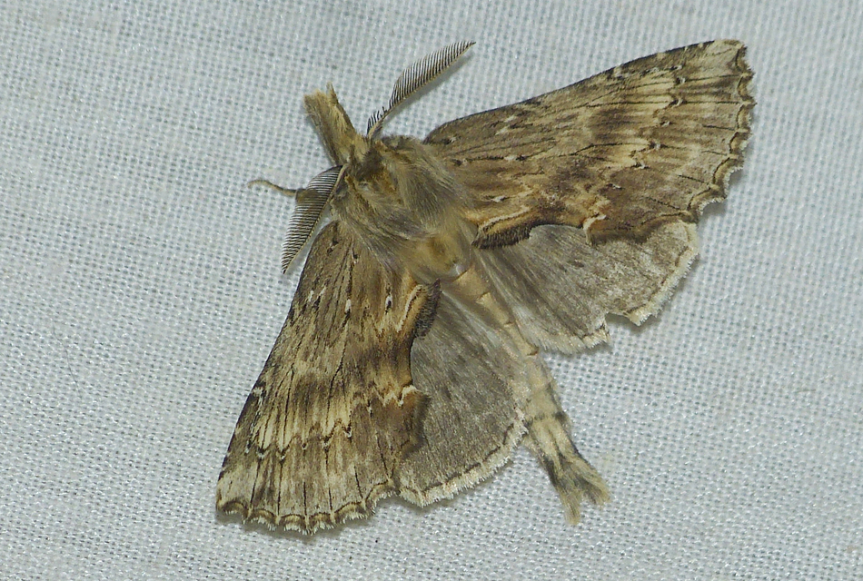 Pterostoma palpina - csőrös púposszövő