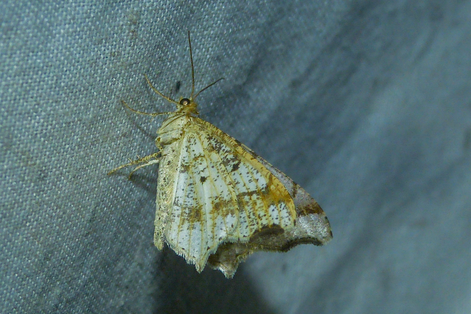 Macaria alternata - közönséges szürkearaszoló