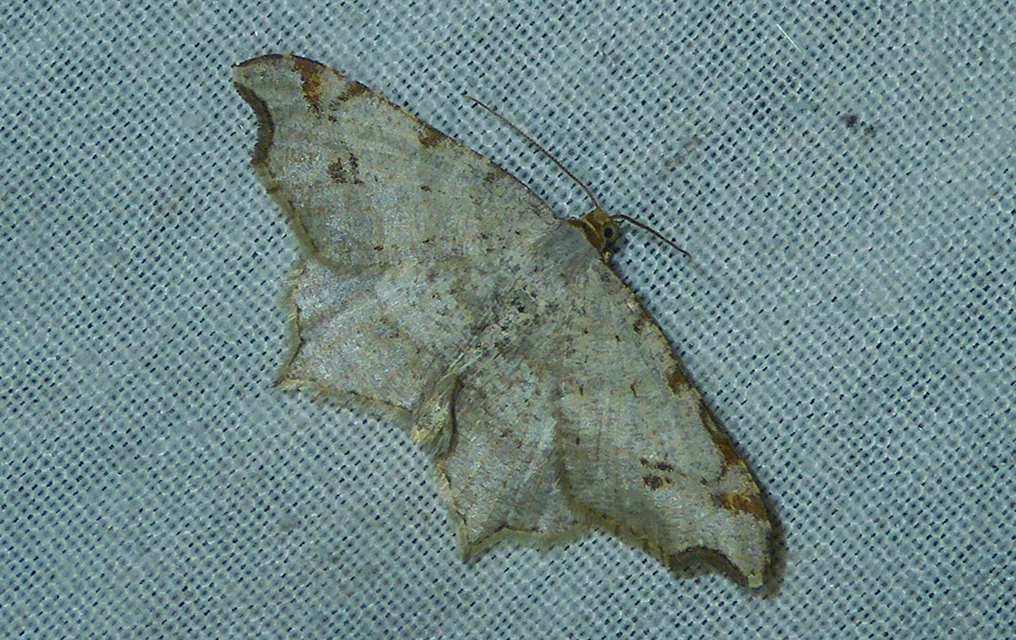 Macaria alternata - közönséges szürkearaszoló