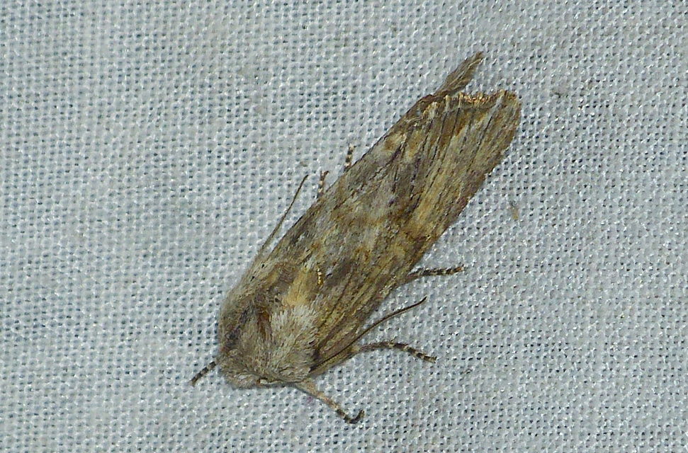 Egira conspicillaris - változékony szürkebagoly