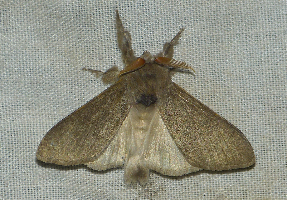 Calliteara pudibunda - hamvasszövő