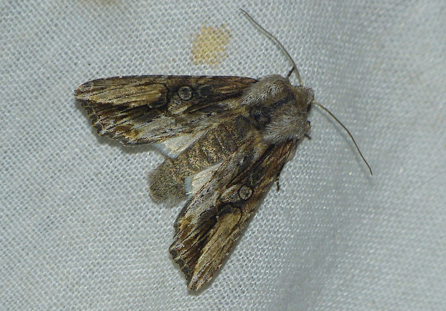 Egira conspicillaris - változékony szürkebagoly