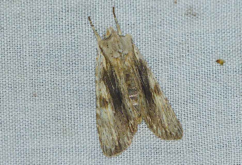 Lithophane socia - barna fabagoly