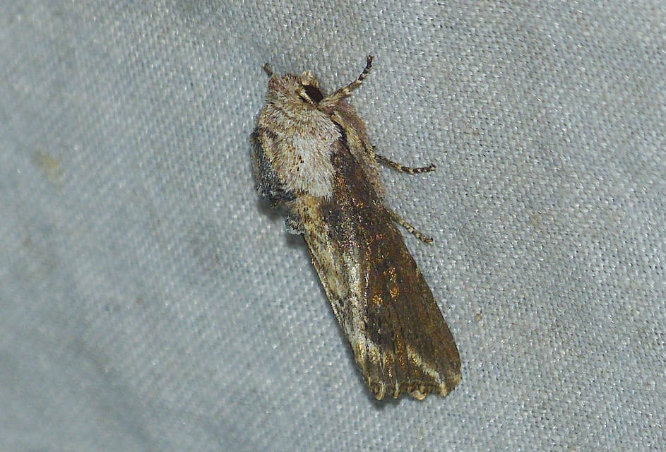 Egira conspicillaris - változékony szürkebagoly