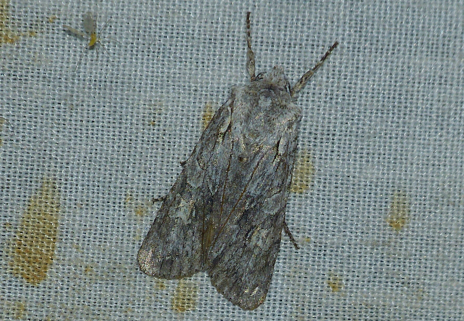 Lithophane ornitopus - közönséges fabagoly