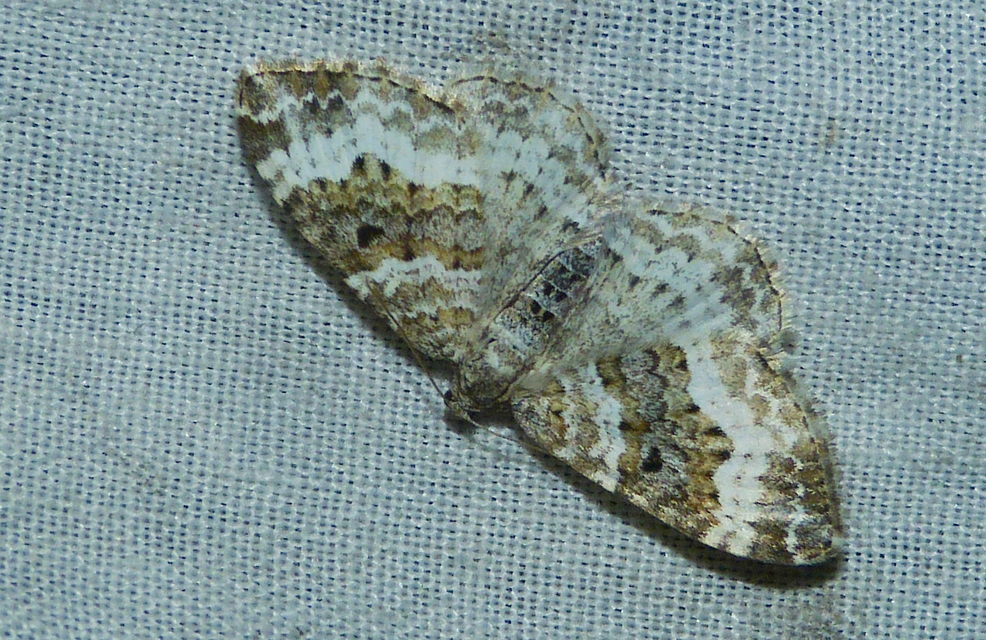 Epirrhoe alternata - galaj-tarkaaraszoló