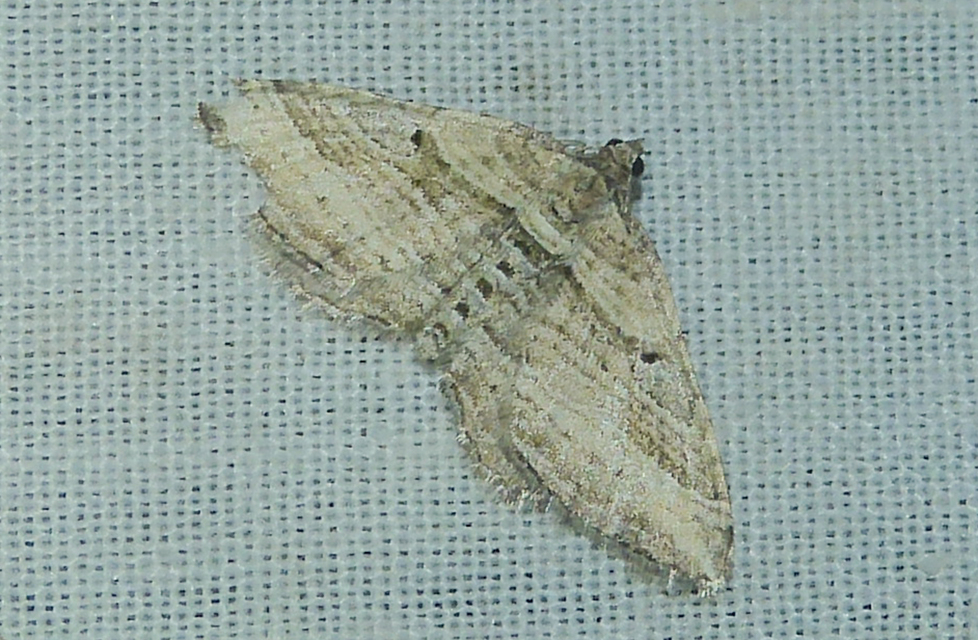 Costaconvexa polygrammata - soksávú araszoló