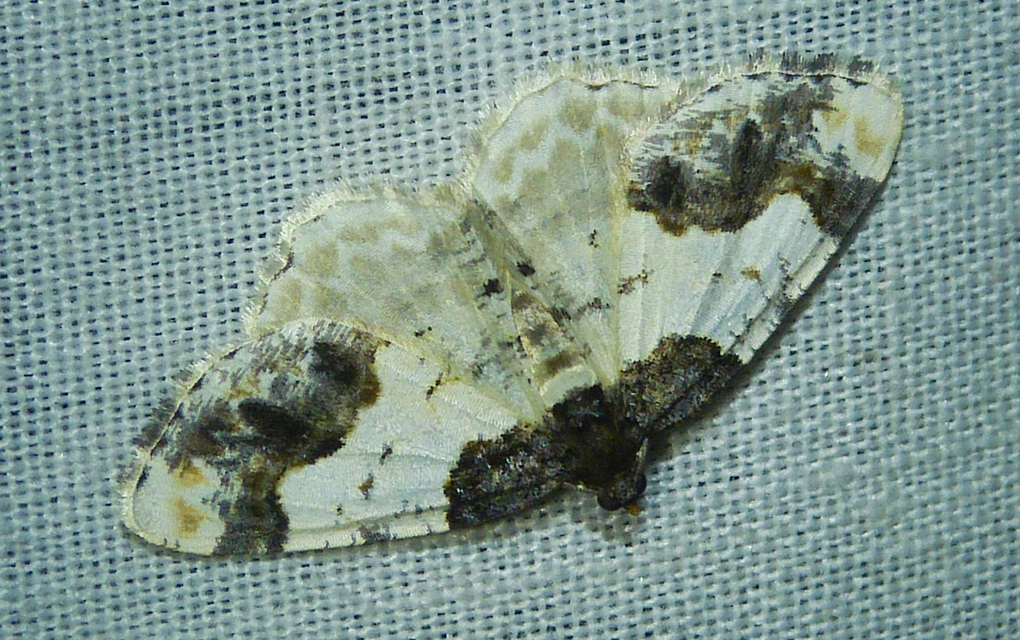 Ligdia adustata - barna levélaraszoló